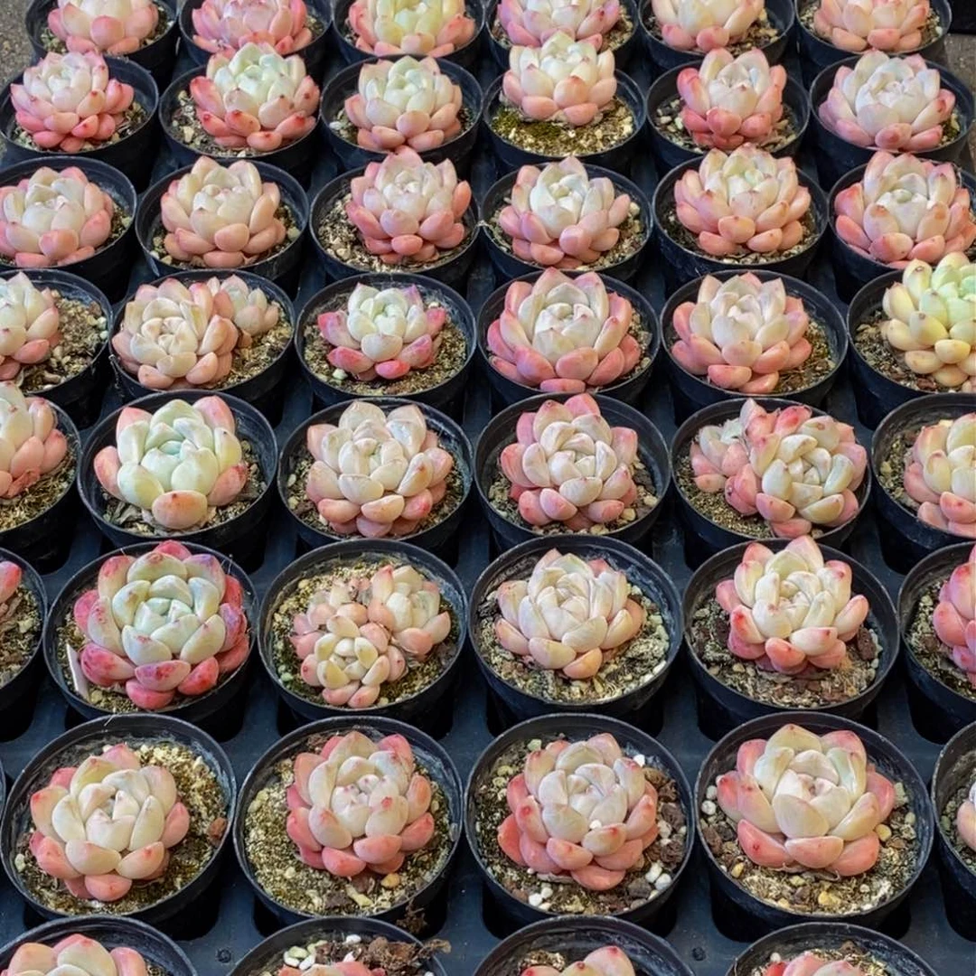 258的人在一起的时候我