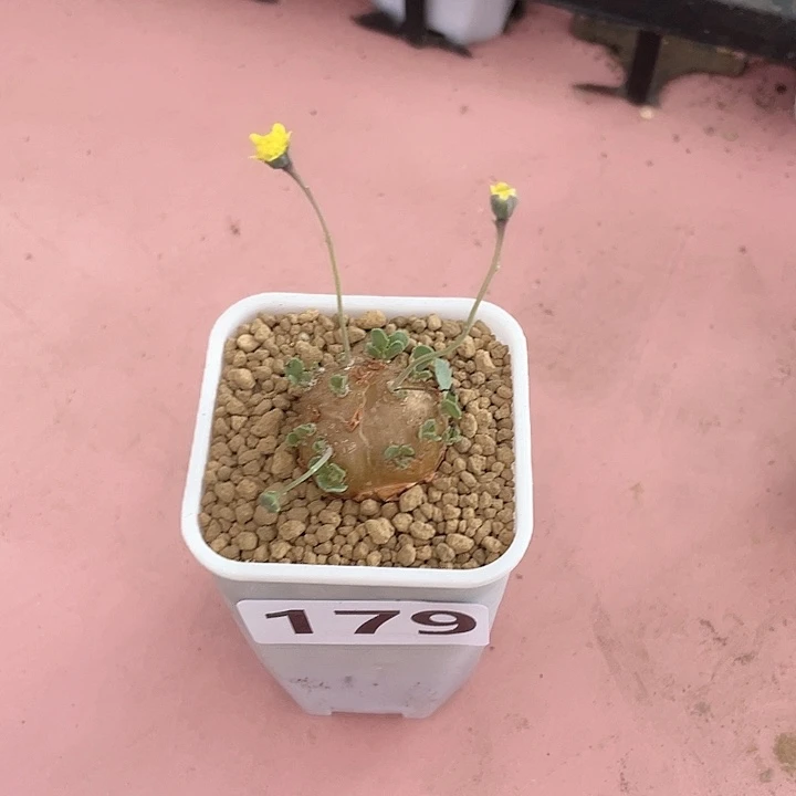 G***e179格加厚墩菊块根