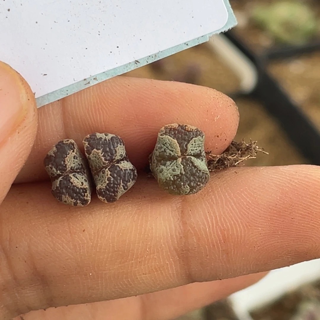 24-135超碟多肉植物