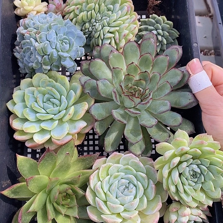 19.8 多肉植物盆栽花卉