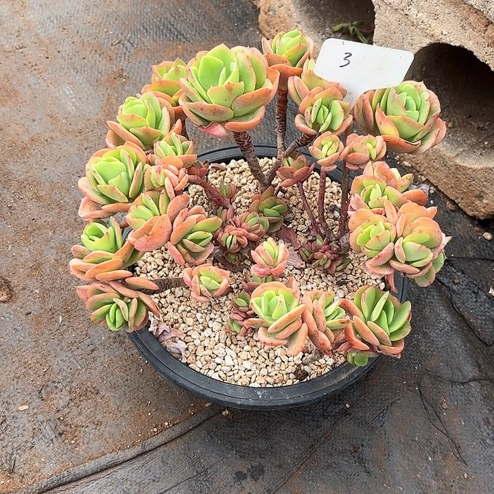 多肉植物，多肉杂交3号