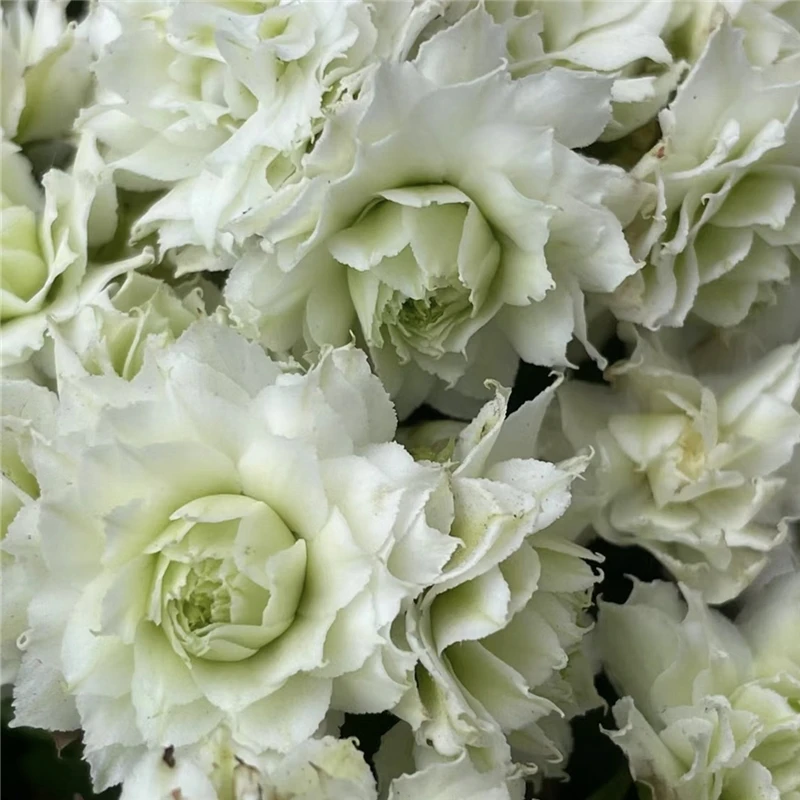 【伊丽莎白】110#盆重瓣大花长寿带花苞