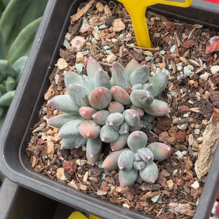 多肉植物星空美人905