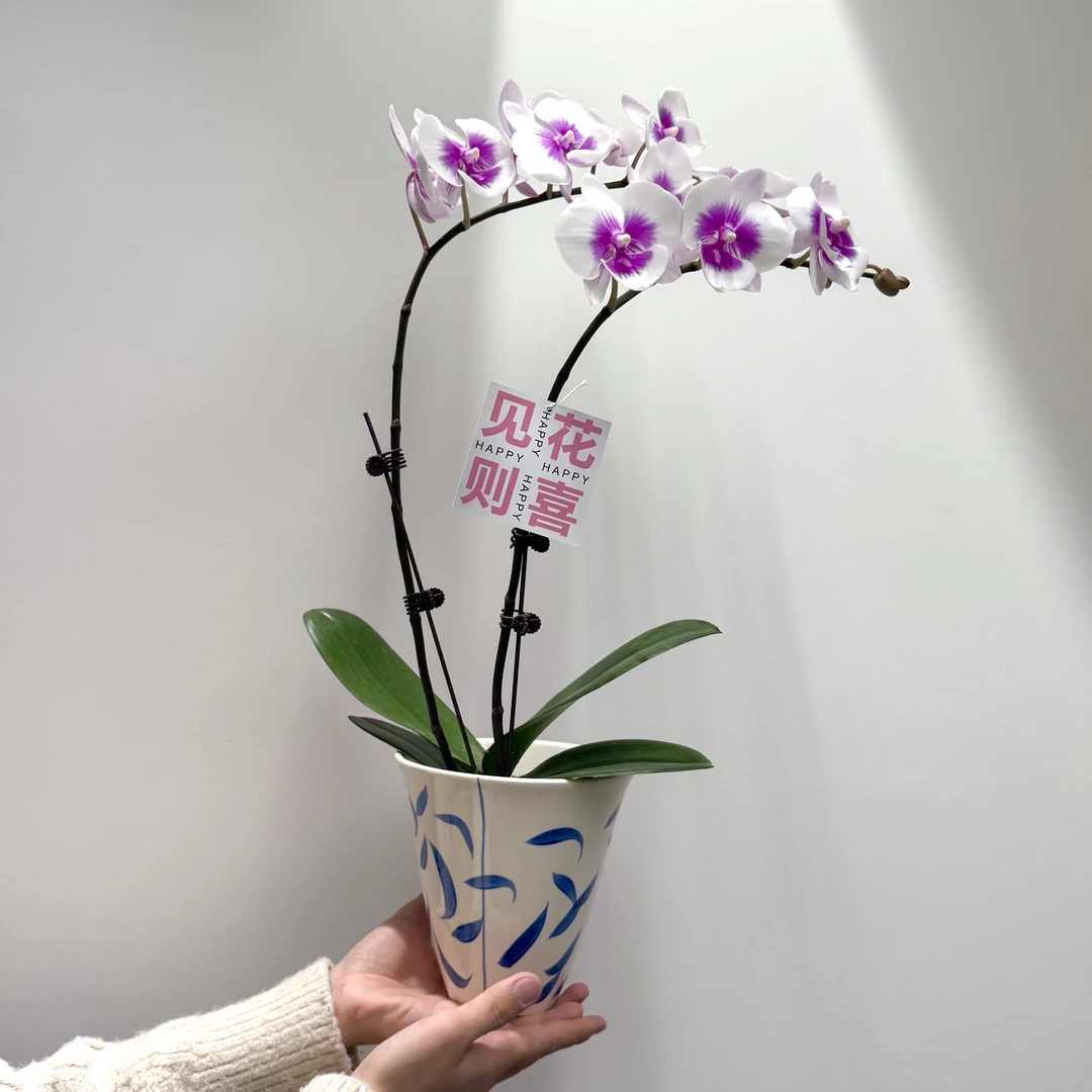 风筝蝴蝶兰带花苞盆栽盆景室内客厅办公室桌面观花趣味花卉绿