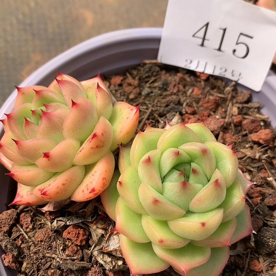 【闪购商品】云415号