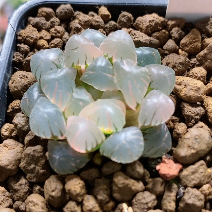 【闪购商品】216潘灯