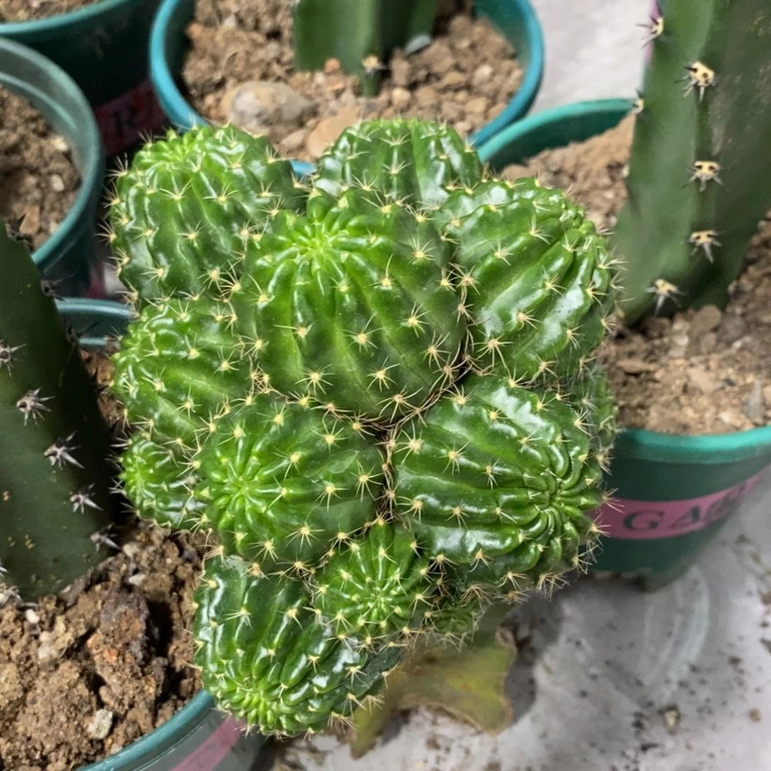 群生多头丽花秋香母本一物一拍1