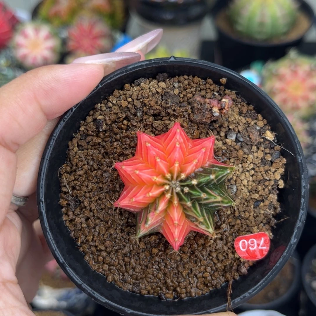760   带盆土发货