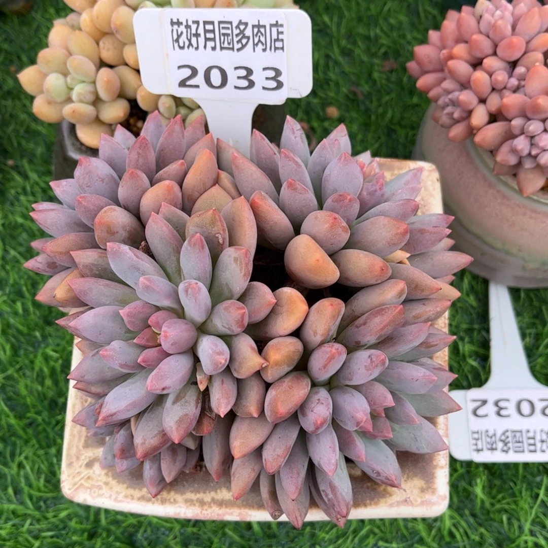 瑶***～多肉植物2033不带盆