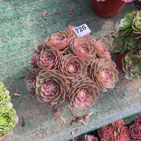 金***8726粉花妖朵朵多肉，