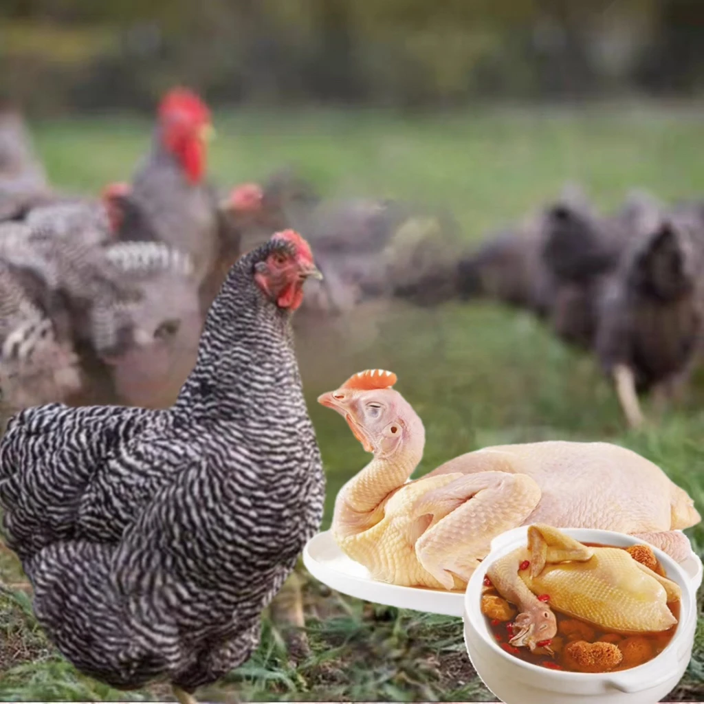 纯种汶上黑芦花绿壳蛋鸡下蛋鸡溜达鸡走地鸡一斤左右发货