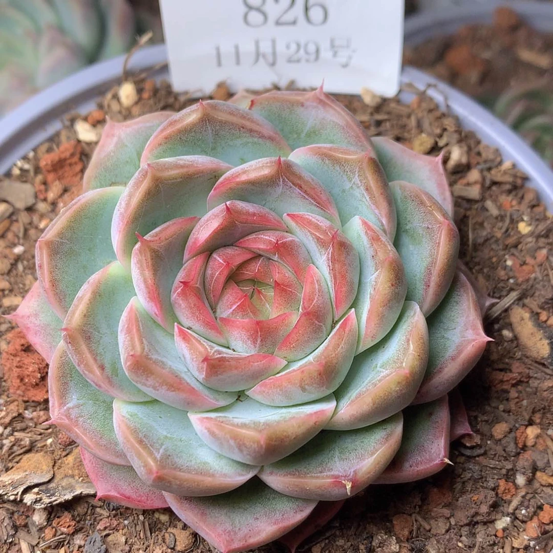 【闪购商品】云826号