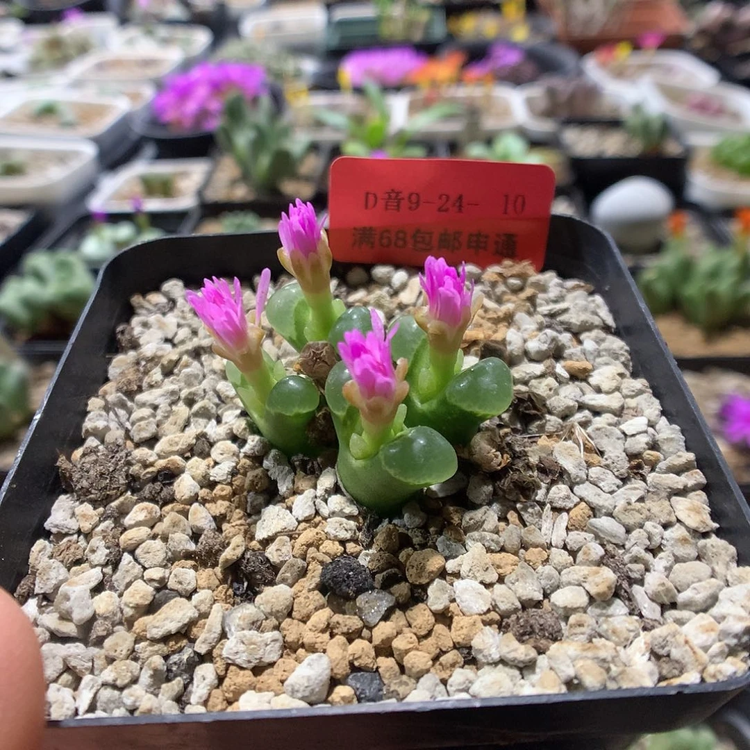 9-24-10    群生佛肚