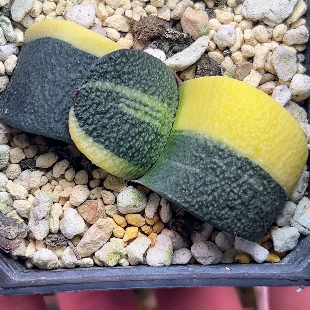 军配卧牛锦十二卷多肉