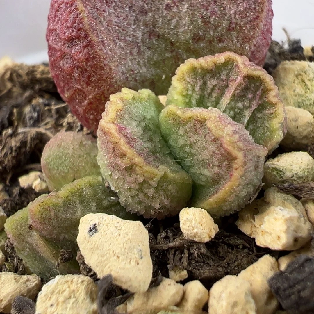 实生底叶苗纹路款多肉植物水泡