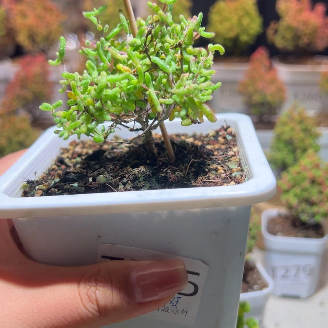 265花斑露带土发货一物一拍
