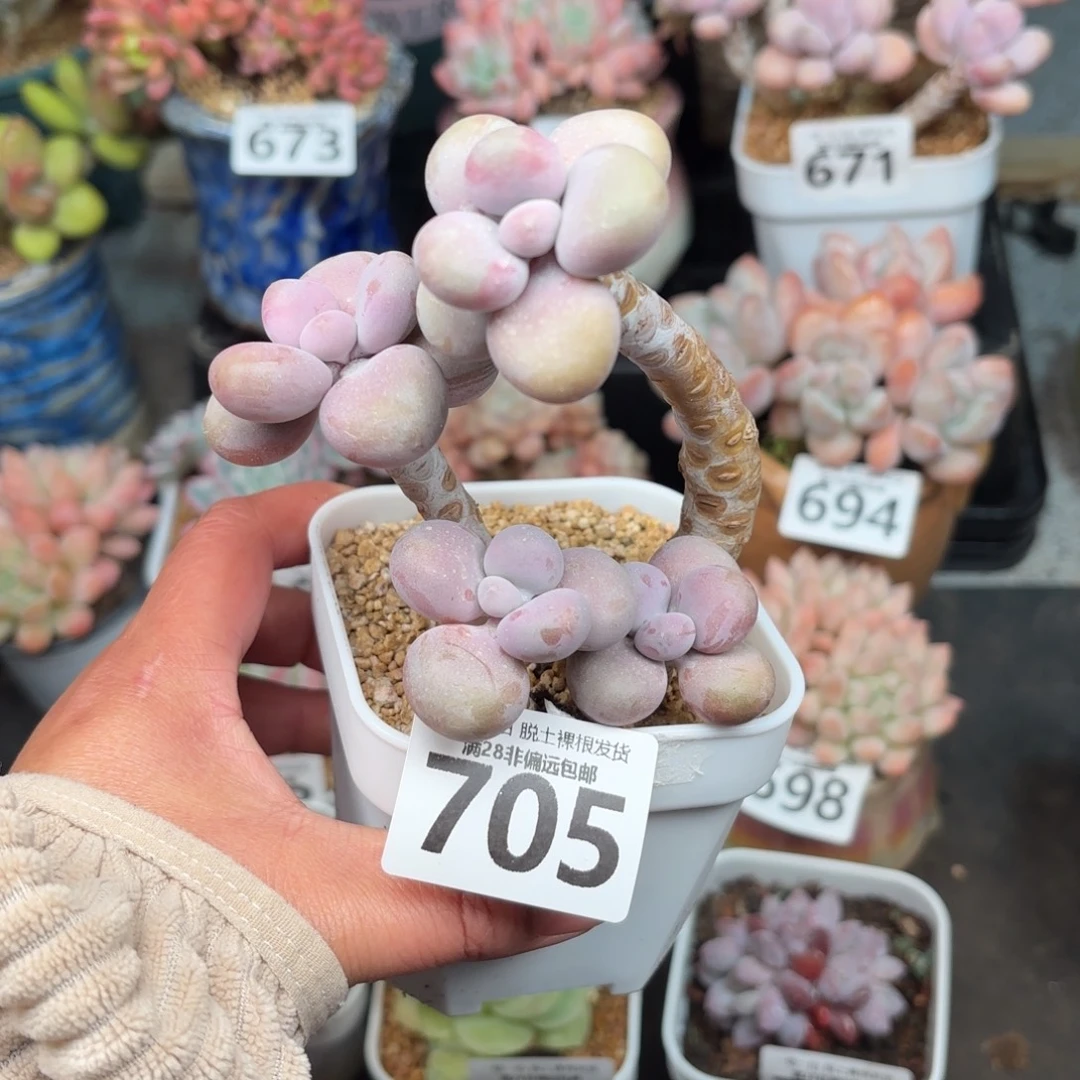 树桩腰子蛋无盆土发货