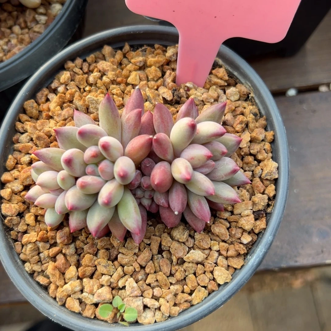 虞美人111111111111111