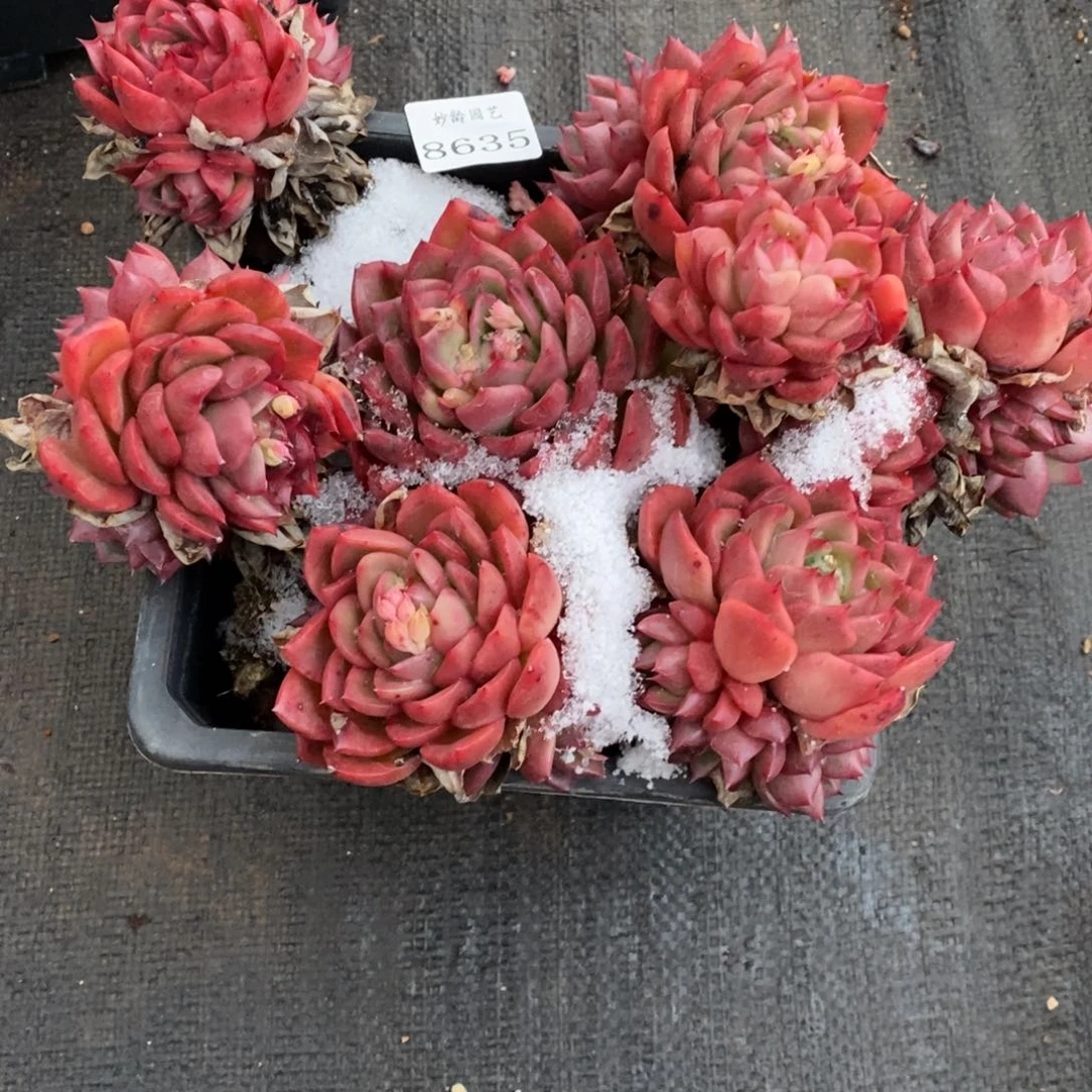 T****28635杂交精品多肉老桩