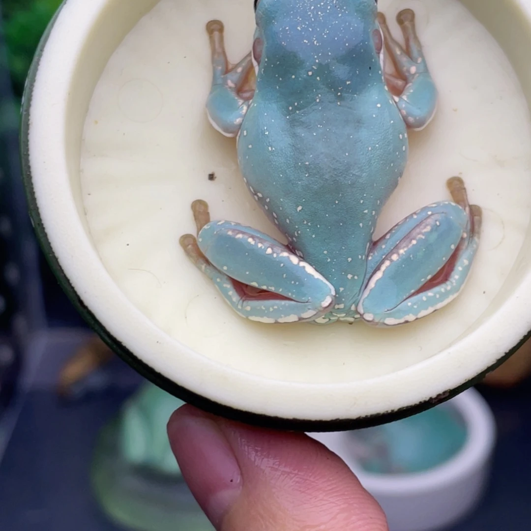 老爷树蛙5号薄荷蓝