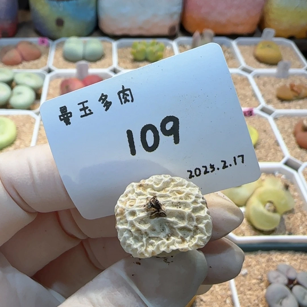 小*七多肉多肉多肉2.17-109