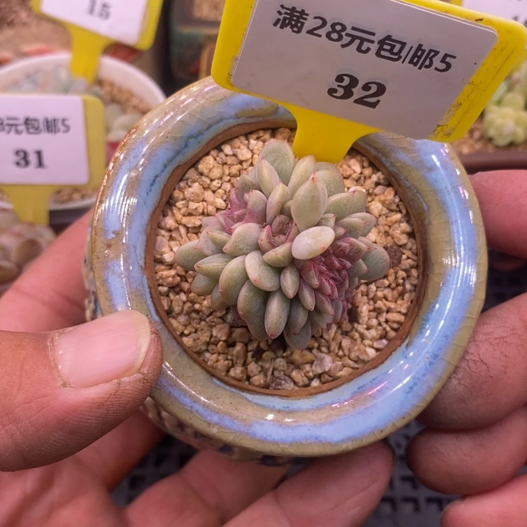 532葡萄珍妮，小树缀，带板子