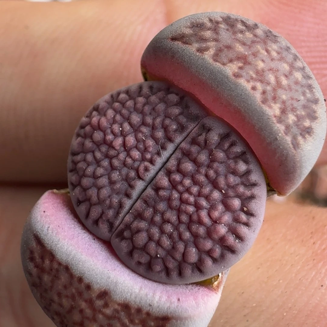 ?*.G429细密纹紫巴里回交四年