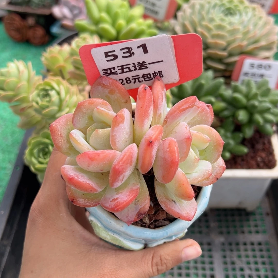 表妹精品多肉植物531.