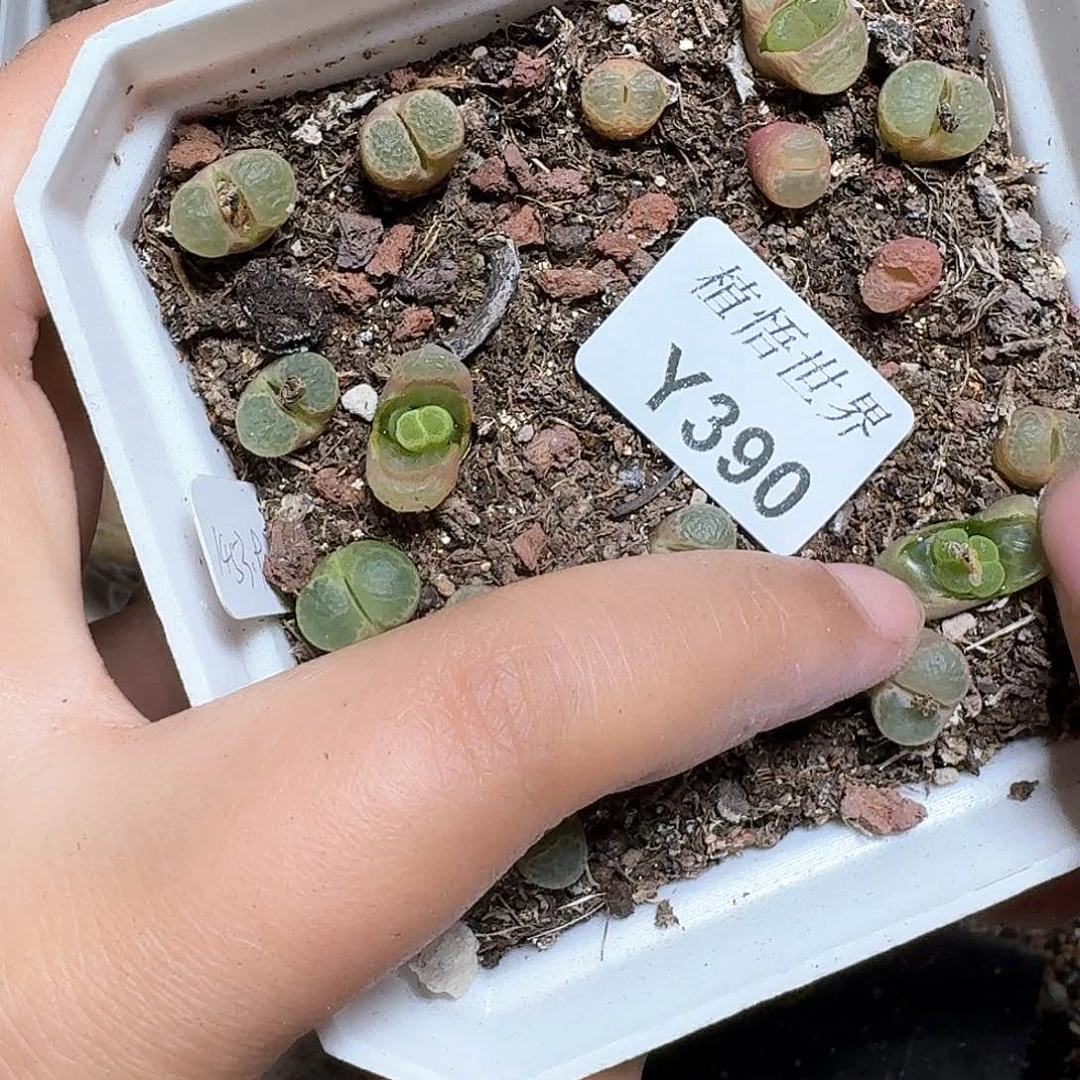 390盒多肉植物哇fv
