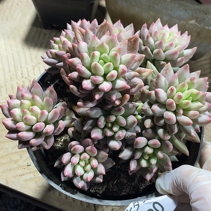 小七夕多肉岩字90