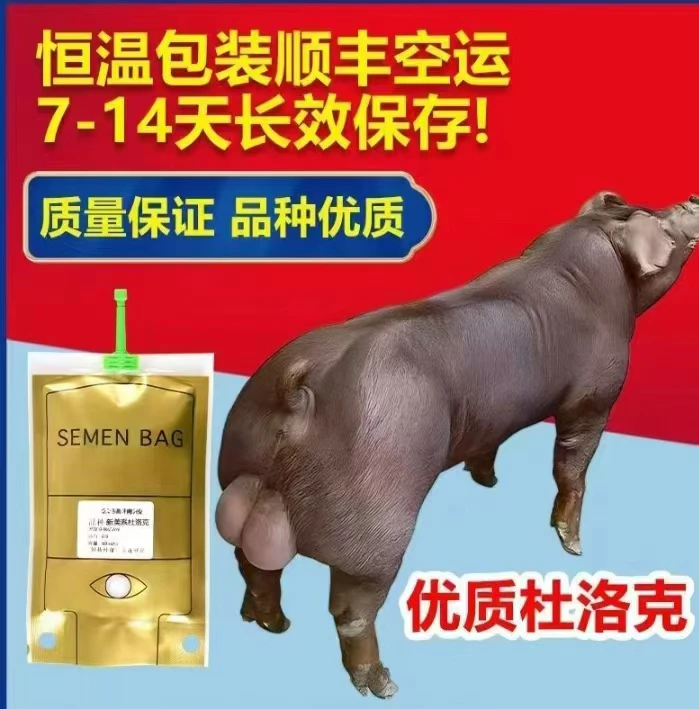 黑金刚 国寿 巴克夏精液用于人工授精配种