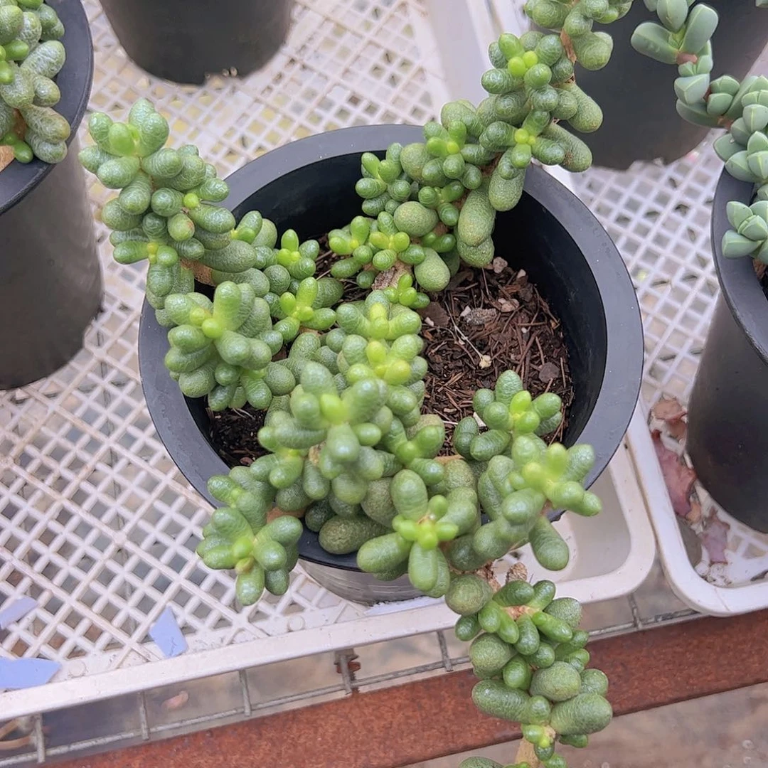 绿龟卵 多肉植物