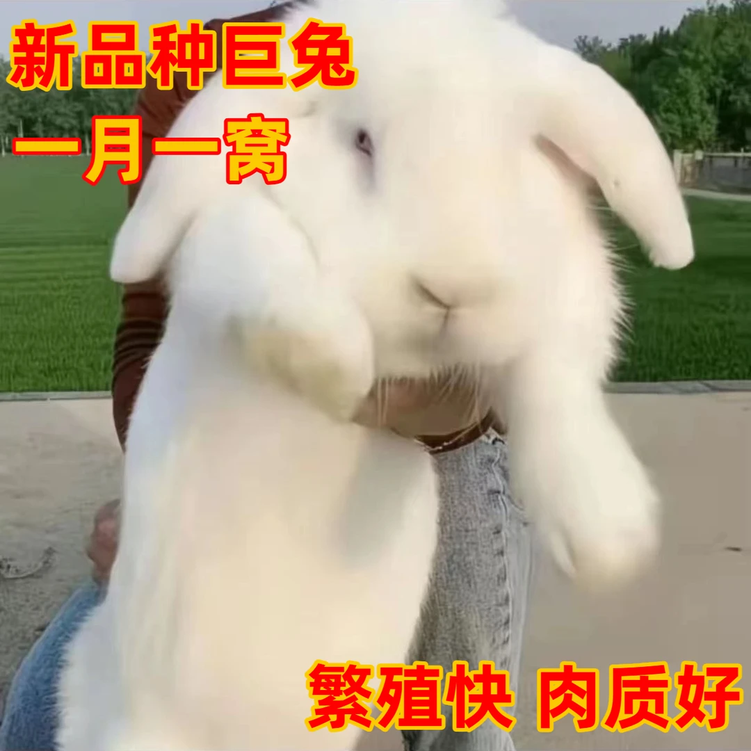 【新品种巨型大兔苗】繁殖快一月一窝大型肉兔活体可繁殖肉质好疫苗
