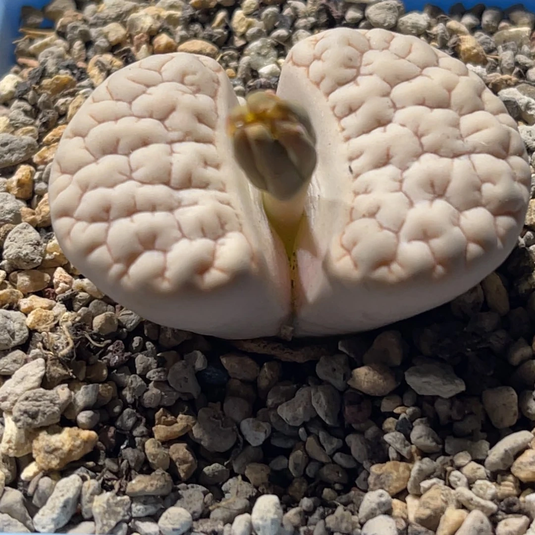 8017凹凸脑纹189一颗