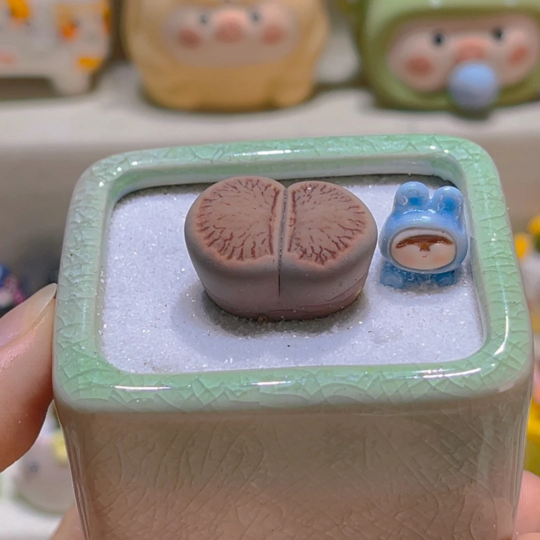 036高端多肉2.5厘米带盆带土