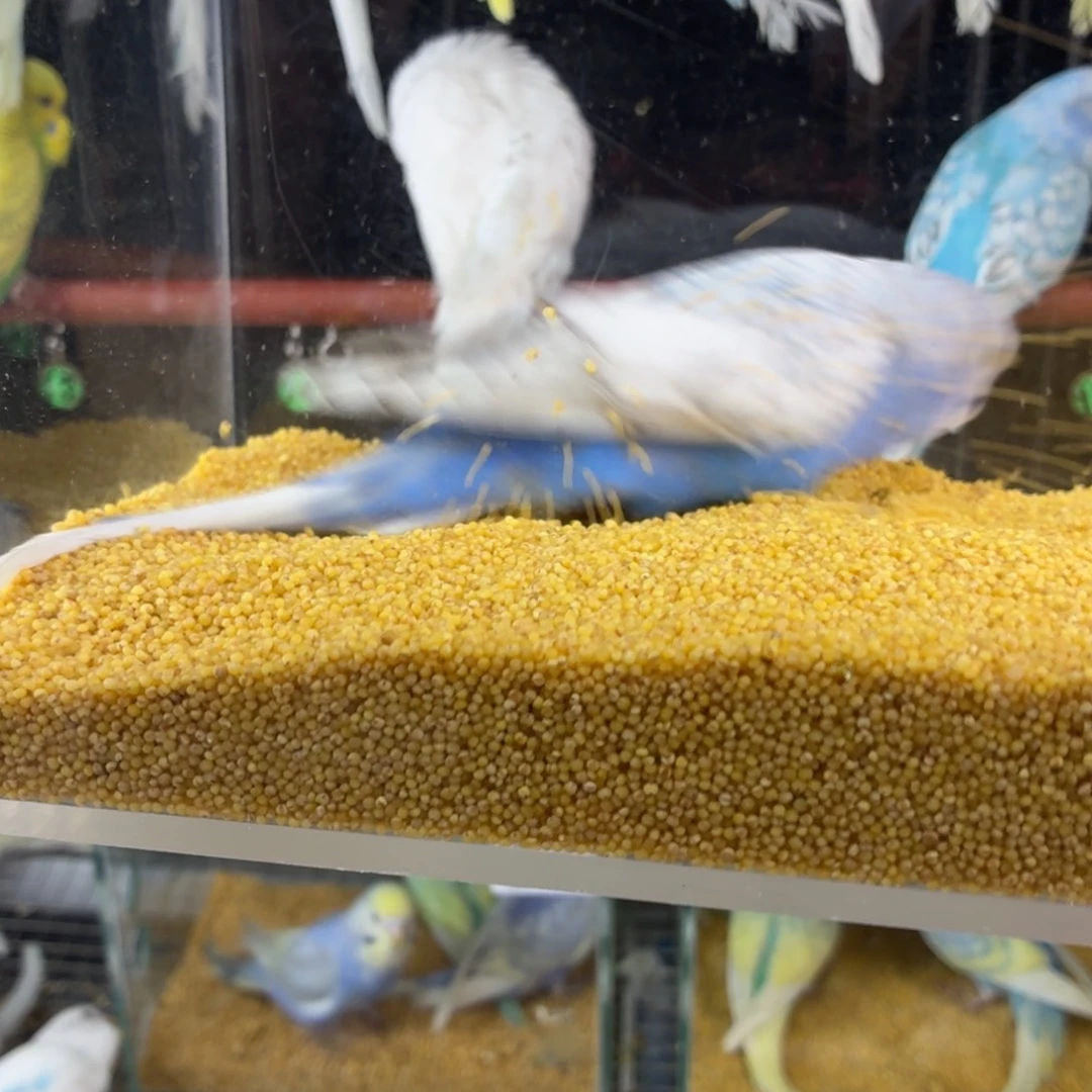 虎皮鹦鹉大头虎皮鹦鹉