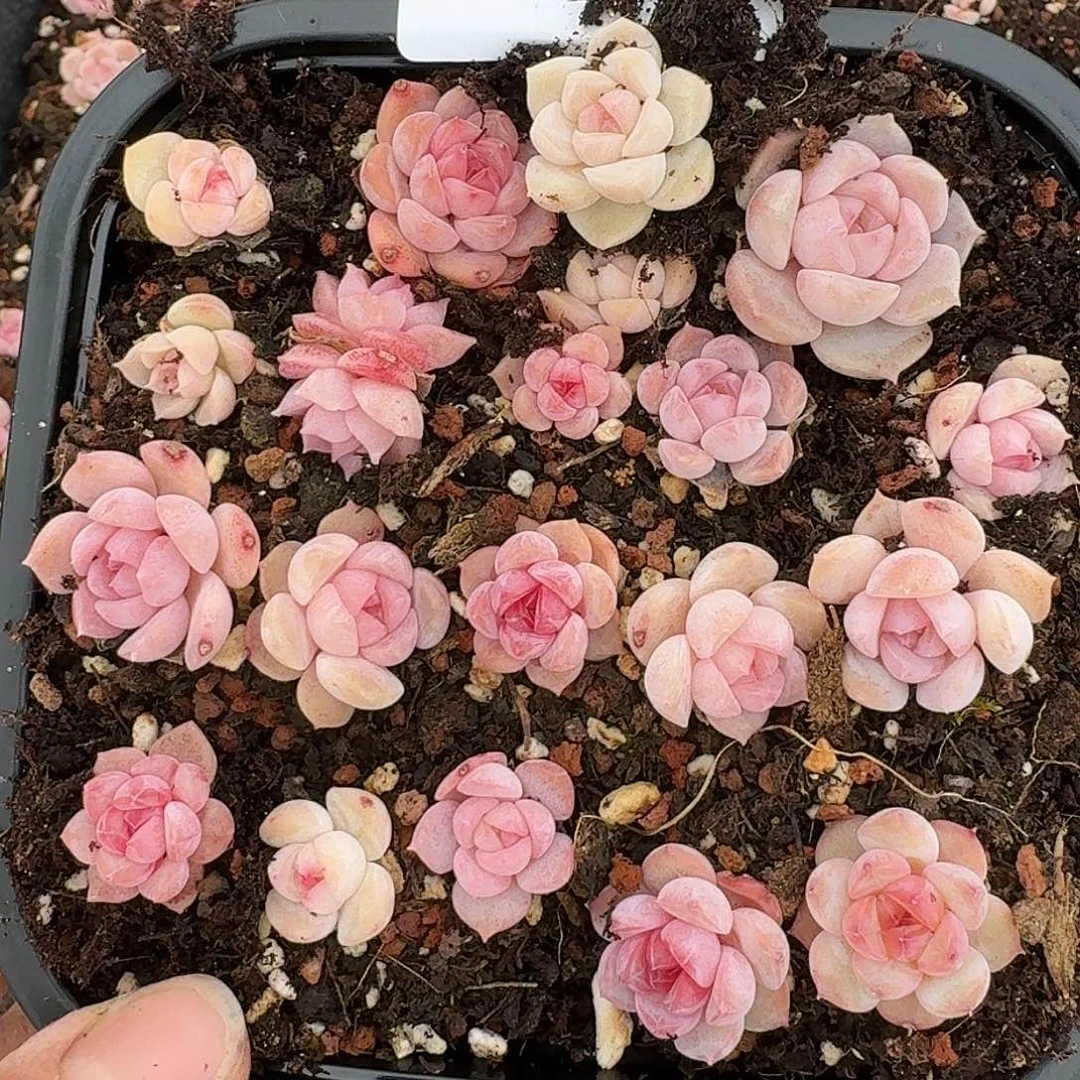 杂交新品珍妮多肉1940