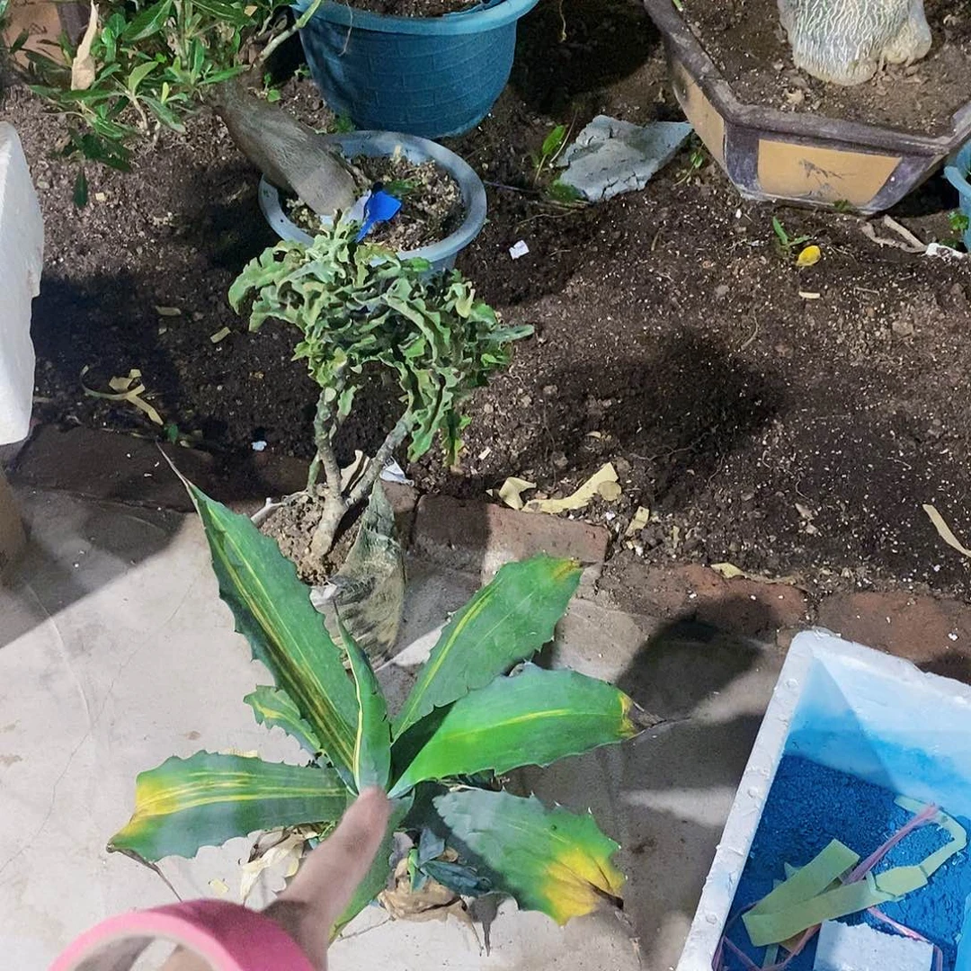 菌***姐7842赤牙这一盆带侧芽1111