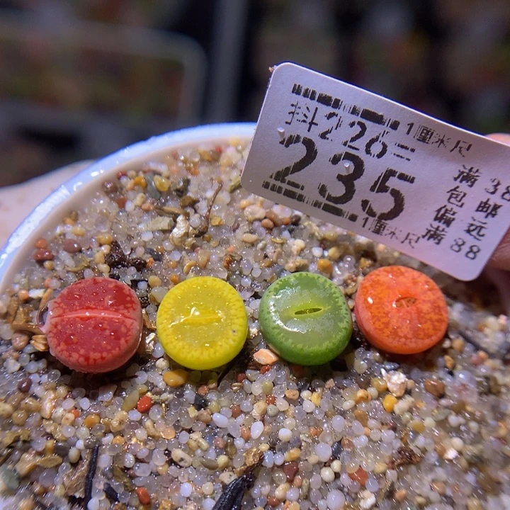 精品生石花226.235