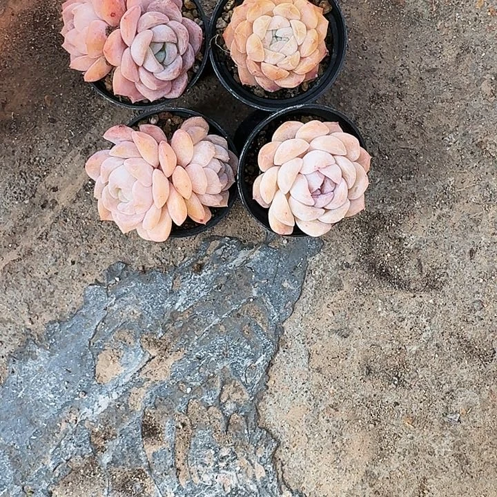 多肉植物满20包邮