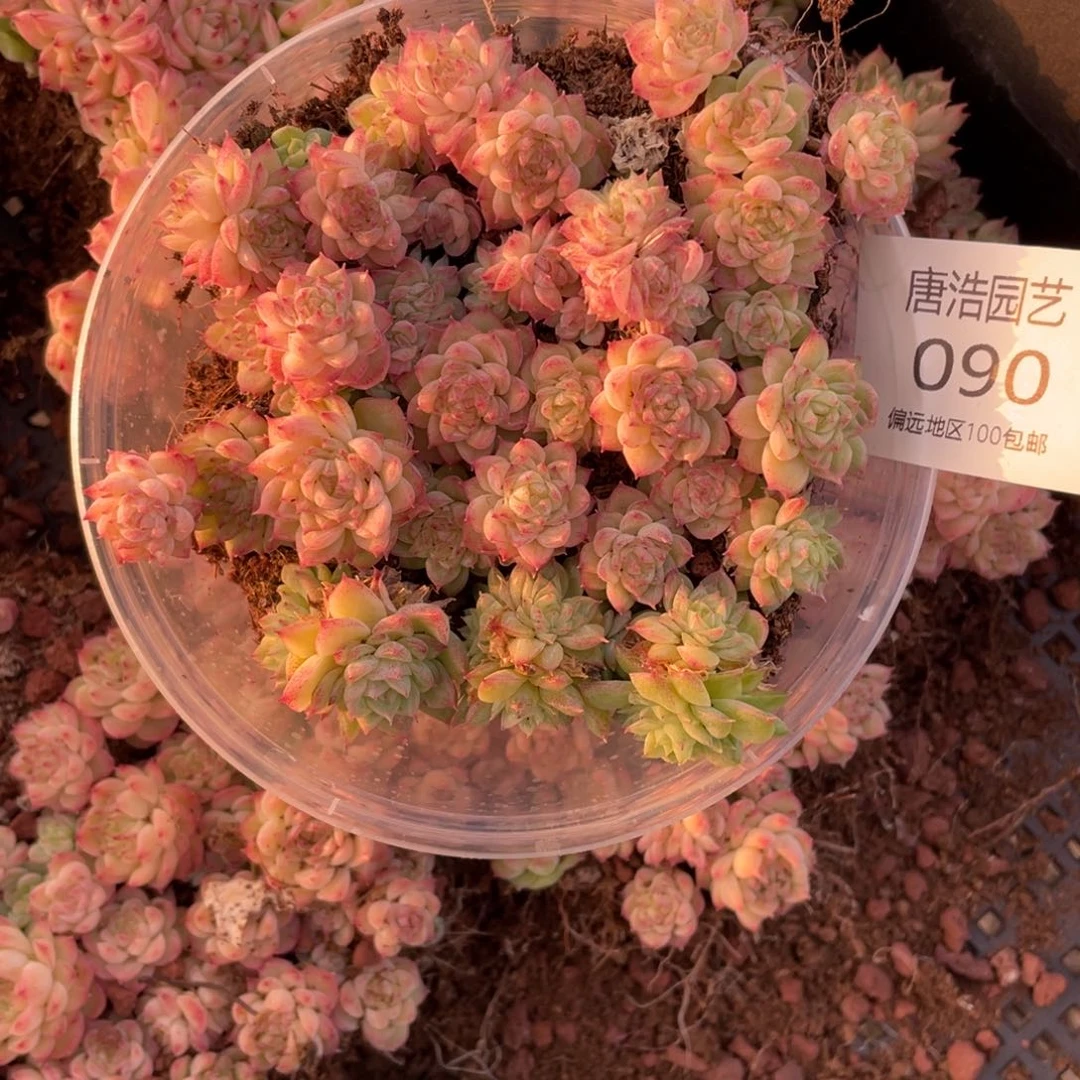 量拍麦秆一份一盒090