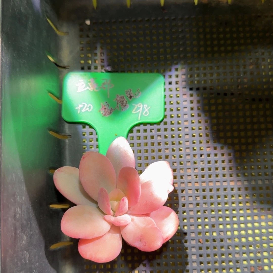 进***子粉兔锦，嫁接链接。