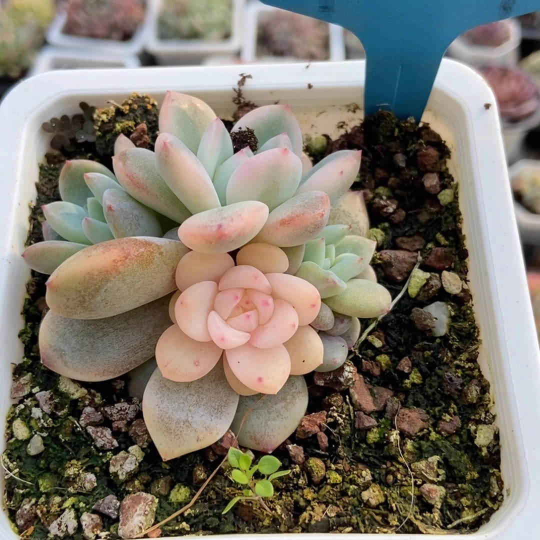 7269梦露锦多肉植物