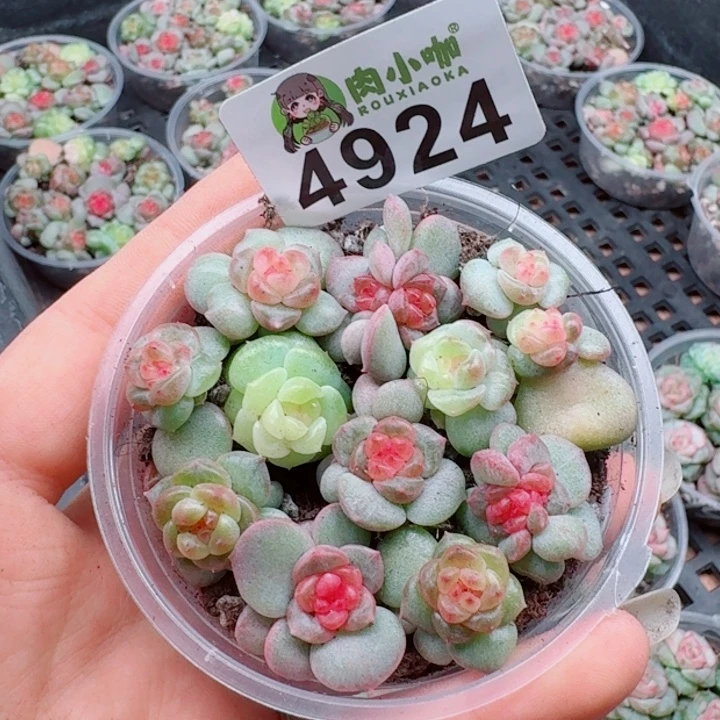 多肉植物多肉植物