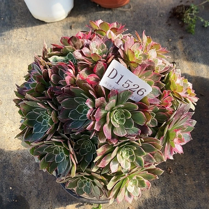 1526万花筒多肉不周正