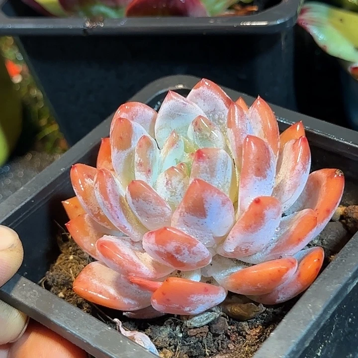 血橙惊鸿一物一拍包装收缩花旱