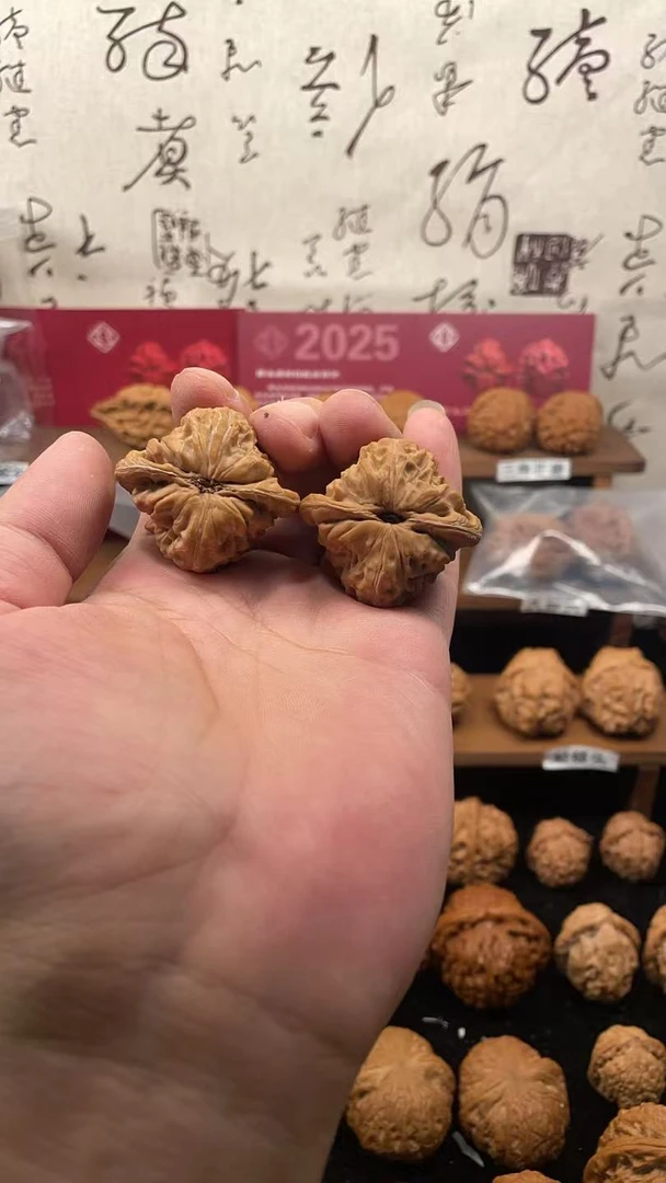 39.3原树白蛇骨 24年树王之一