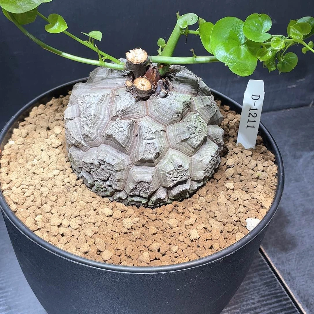 1211号龟甲龙12公分