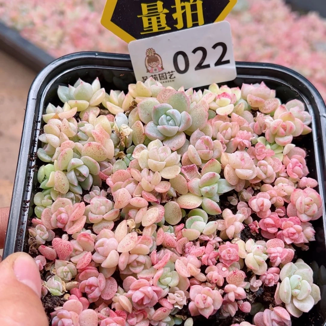 多肉植物多肉植物