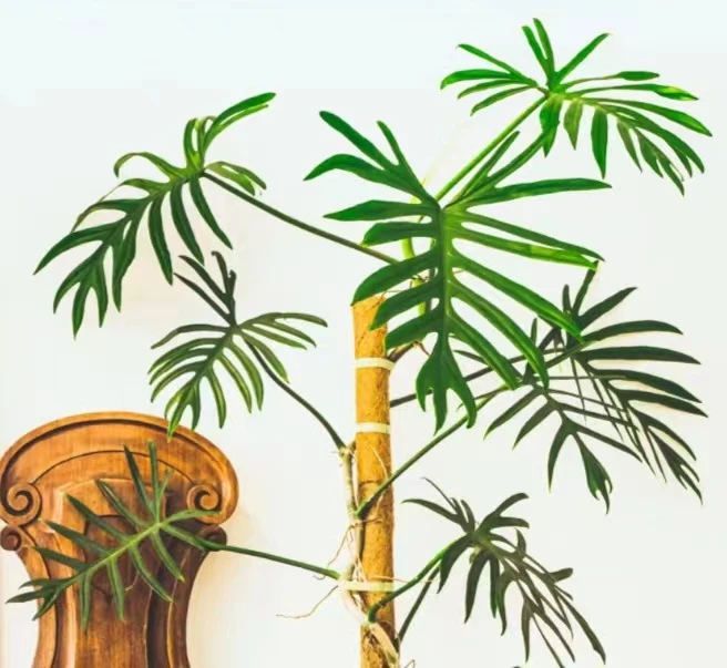 细裂辐射羽裂蔓绿绒奥运会轻奢风室内绿植网红客厅阳台观叶类盆栽